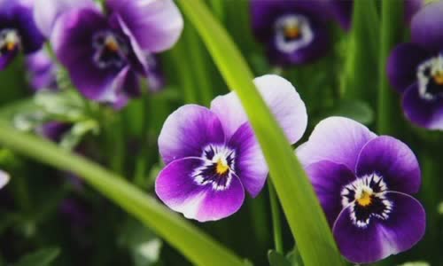 20 facts about purple