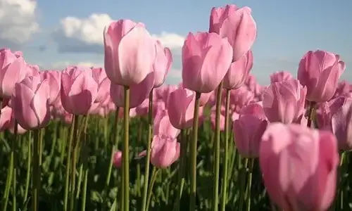20 pink facts