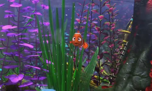 5-convenience-of-nemo
