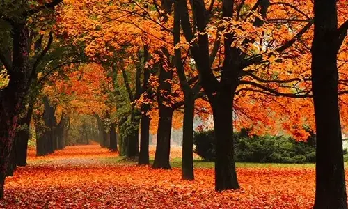 why-do-britons-say-autumn-instead-of-autumn