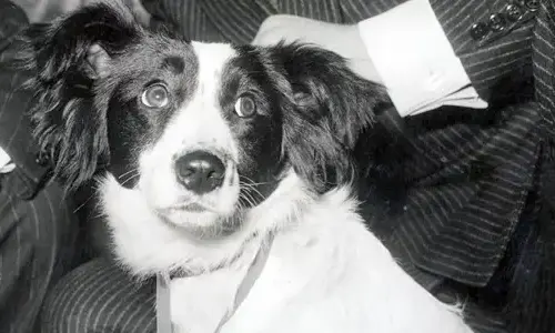 World Cup trophy stolen & found by dogs