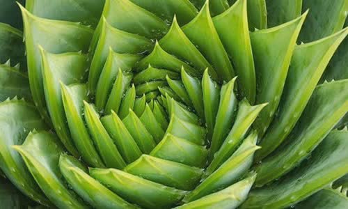 10-foods-that-help-kill-heartburn