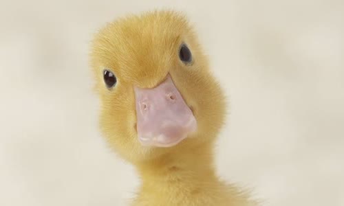 10-interesting-facts-about-ducks