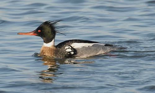 10-interesting-facts-about-ducks
