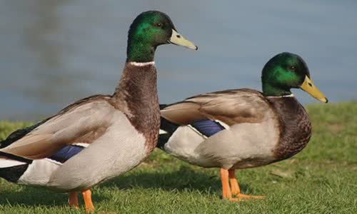 10-interesting-facts-about-ducks