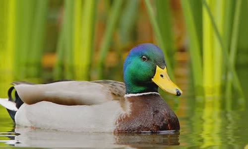 10 interesting facts about ducks