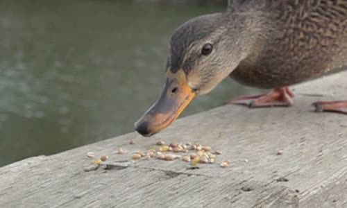 10-interesting-facts-about-ducks