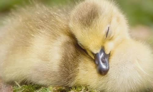 10-interesting-facts-about-ducks