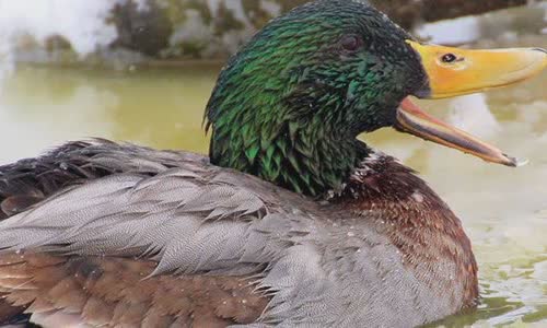 10-interesting-facts-about-ducks