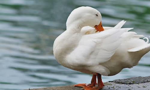 10-interesting-facts-about-ducks