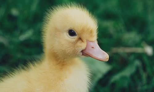 10-interesting-facts-about-ducks