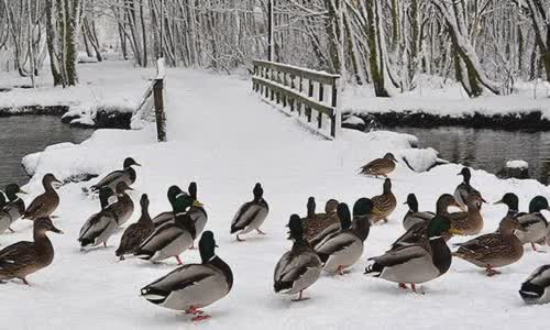 10-interesting-facts-about-ducks