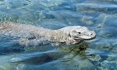 10-interesting-facts-about-komodo-dragons