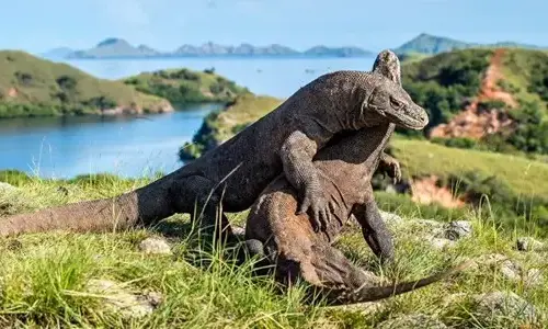 10-interesting-facts-about-komodo-dragons