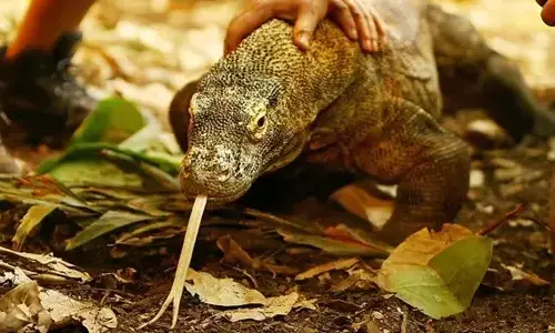 10-interesting-facts-about-komodo-dragons