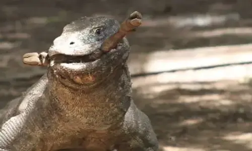 10-interesting-facts-about-komodo-dragons