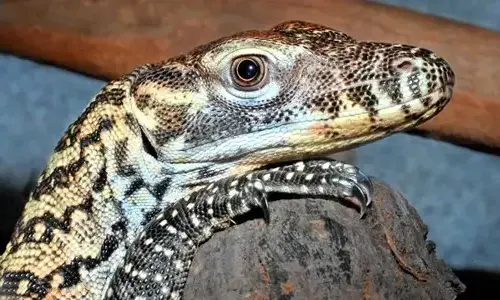 10-interesting-facts-about-komodo-dragons