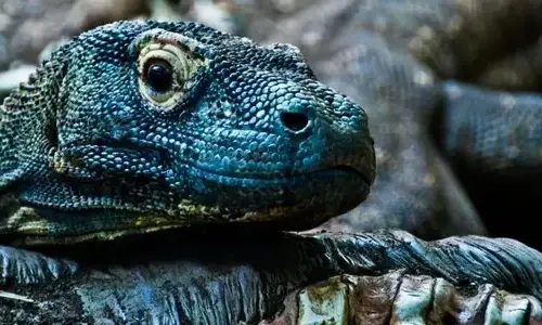 10-interesting-facts-about-komodo-dragons