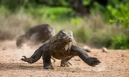 10-interesting-facts-about-komodo-dragons