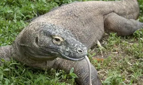10-interesting-facts-about-komodo-dragons