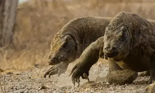 10 interesting facts about Komodo dragons