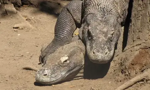 10-interesting-facts-about-komodo-dragons