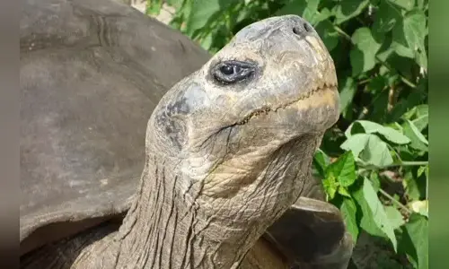 10-interesting-facts-about-turtles