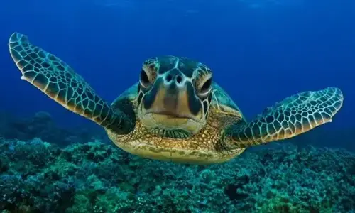 10-interesting-facts-about-turtles