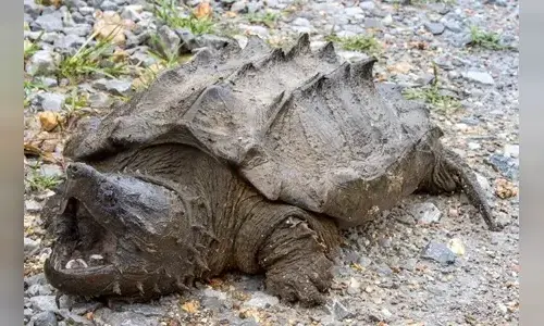 10-interesting-facts-about-turtles