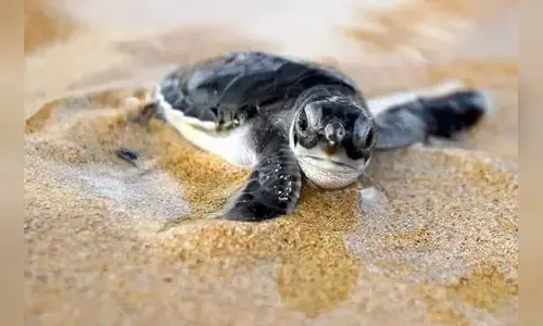 10-interesting-facts-about-turtles