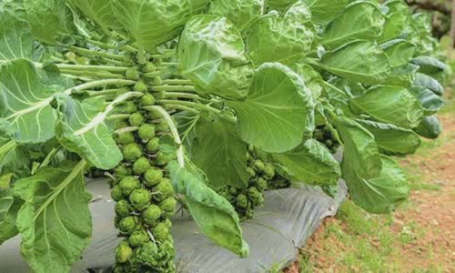 10-lively-truth-about-brussels-sprouts