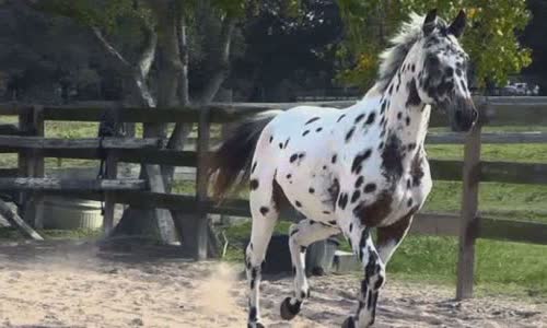 10 Wild Truth about Knabstrupper Horse