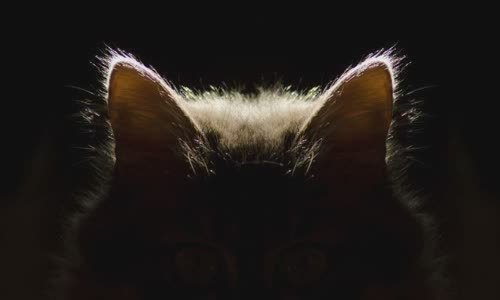 100-truth-about-cats-that-you-should-read-right-meow