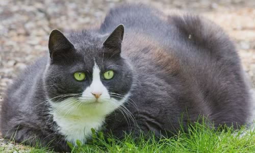 100-truth-about-cats-that-you-should-read-right-meow
