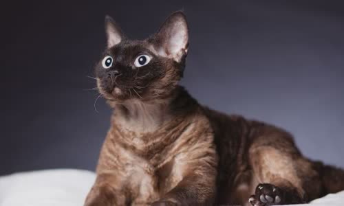 100-truth-about-cats-that-you-should-read-right-meow