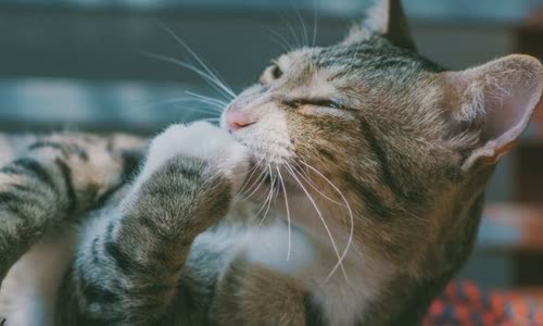100-truth-about-cats-that-you-should-read-right-meow