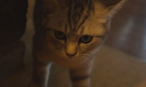 100-truth-about-cats-that-you-should-read-right-meow