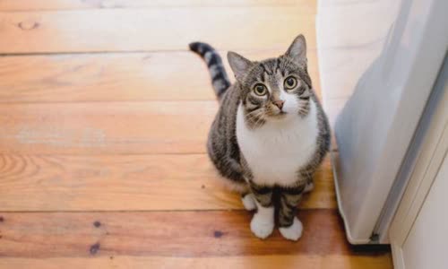 100-truth-about-cats-that-you-should-read-right-meow