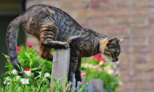 100-truth-about-cats-that-you-should-read-right-meow