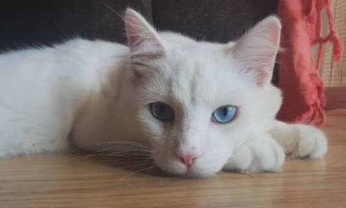 100-truth-about-cats-that-you-should-read-right-meow