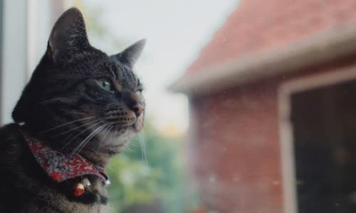 100-truth-about-cats-that-you-should-read-right-meow