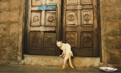 100-truth-about-cats-that-you-should-read-right-meow
