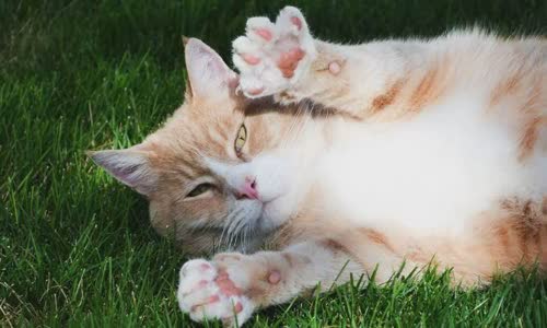 100-truth-about-cats-that-you-should-read-right-meow