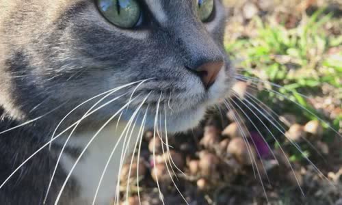100-truth-about-cats-that-you-should-read-right-meow