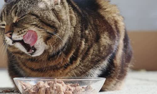 100-truth-about-cats-that-you-should-read-right-meow