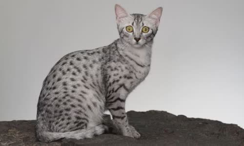 100-truth-about-cats-that-you-should-read-right-meow
