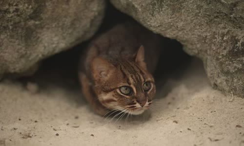 100-truth-about-cats-that-you-should-read-right-meow