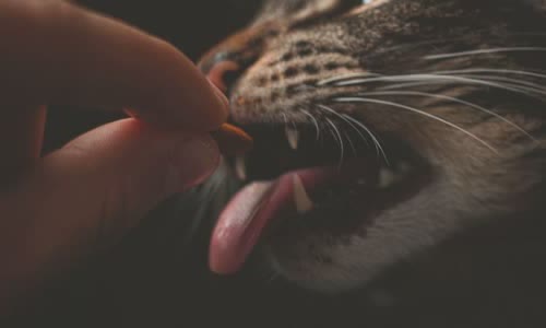 100-truth-about-cats-that-you-should-read-right-meow