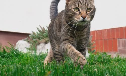 100-truth-about-cats-that-you-should-read-right-meow