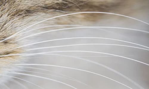 100-truth-about-cats-that-you-should-read-right-meow